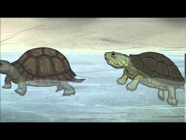 Turtle scene from