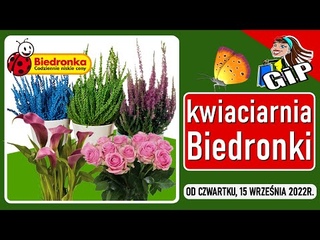 BIEDRONKA | Oferta od Czwartku  | Kwiaciarnia Biedronki | Tanie Kwiaty