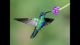 Удивительные соседи. Колибри