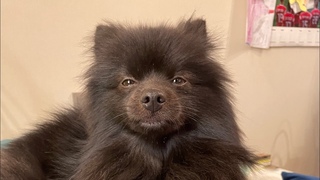 Mr Mike! #Майк #cool  #instagram #interesting #video #shorts #mr #top #like #dog #tiktok #youtube