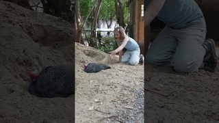 Спа цесарки