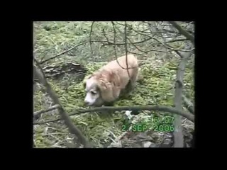 ТИХАЯ ОХОТА