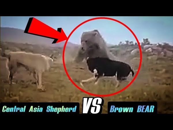 Central Asia Shepherd Dog facing A Monster