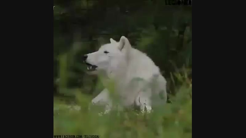 Видео от Alekssand