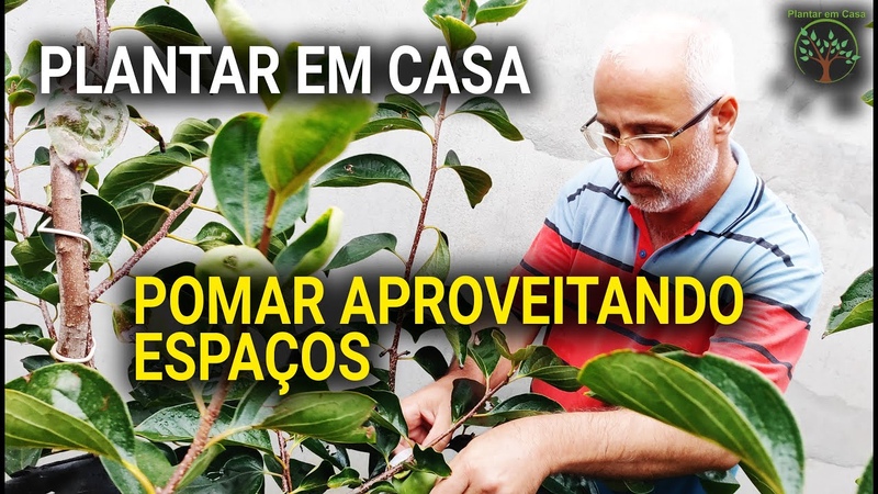 Pomar exemplar em Casa aproveitando espaços com Marcelo