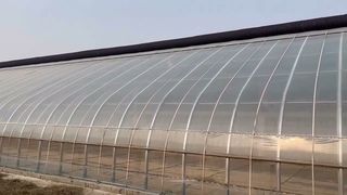 Solar Greenhouse(size 860m, n steel skeleton, no drop film, 5 layers of quilt, with brick wall)