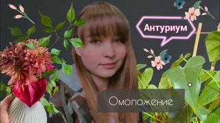 Омоложение Антуриума