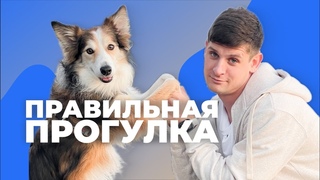5 ошибок хозяев на прогулке с собакой 🐶 Научиться правильно гулять со щенком 🐕 Что делать на улице 🐩