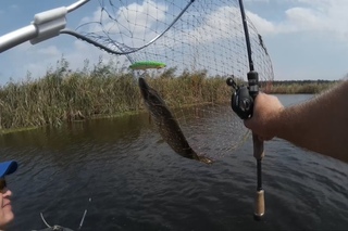Воблер Дня. Подсадил Напарника На Мульт. 18 +