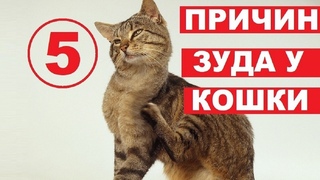 Почему кошка чешется | 5 причин