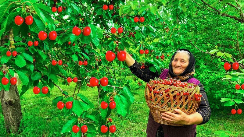 Harvested Fresh Cherries and Green Plums Making Jam and Tkemali Sauce in the