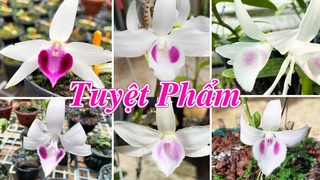 Trưa 9/7: Mặt hoa 5ct đẹp giá mềm: 5ct Ruby, Mũi trắng Mặt Trời, 5ct ĐăkCôi, 5ct Hồng Yến, 5ct CMR