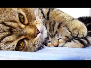 Mom Cat Hugs Her Baby Kitten