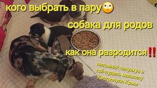 ВЯЗАТЬ  или НЕ ВЯЗАТЬ  собаку РАЗМЕРЫ питомник чихуахуа и той-пудель мальтипу Кастропуло Крым