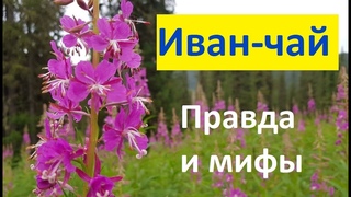 Чем отличается иван-чай от кипрея Какой сорт лучше И зачем его ферментировать