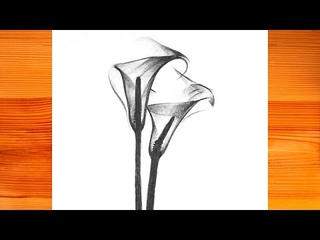 How to Draw a Transparent Calla Lily Flower