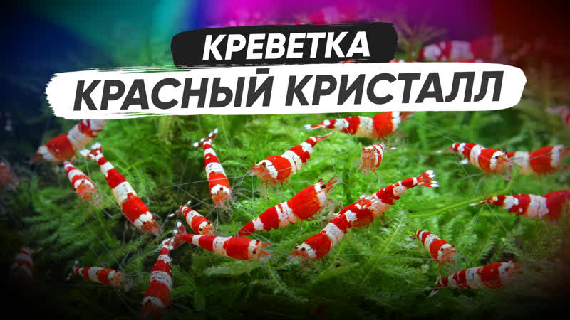 Аквариумные креветки Красный