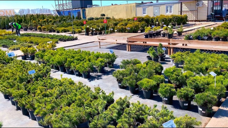 САДОВЫИ ЦЕНТР КУПИЛИ ТАМАРИКС, Маунт Асо, ЖИМОЛОСЬ Eisba r,