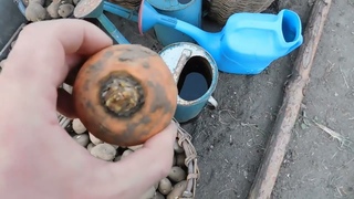 Посадка моркови НА СЕМЕНА!