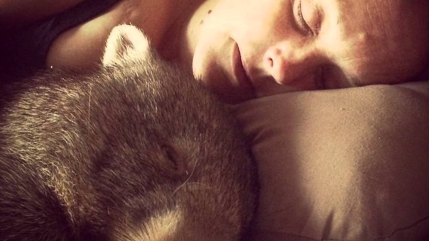 The Worlds Happiest Wombat Sammy