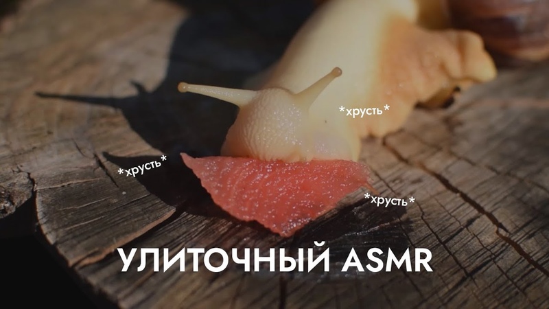 АСМР УЛИТКА КУШАЕТ НА ПРИРОДЕ, , SNAIL