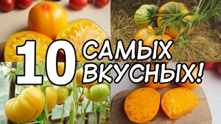 СОРТОВЫЕ ТОМАТЫ КОЛЛЕКЦИЯ ЛИПАТОВОЙ АНАСТАСИИ // ВАЦАП ДЛЯ ЗАКАЗА 89152458159 ПИСЬМЕННО