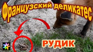 #21 Лисёнок в доме. Французская кухня для лиса