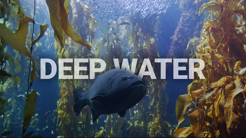 Deeply Restful Kelp Forest, Underwater sounds and beautiful visuals, fish and