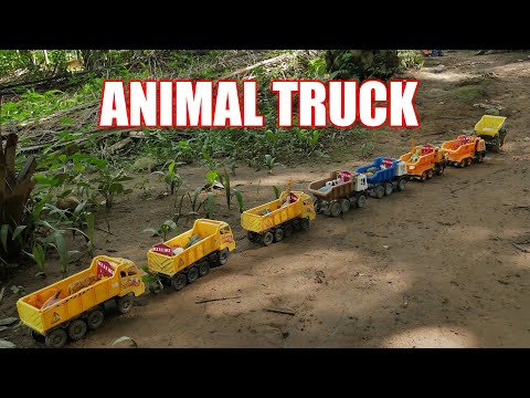 Konvoi Mobil Truk Pengangkut Binatang