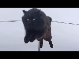 Пушинка и Чернуха деревенские умные кошки / village smart cats