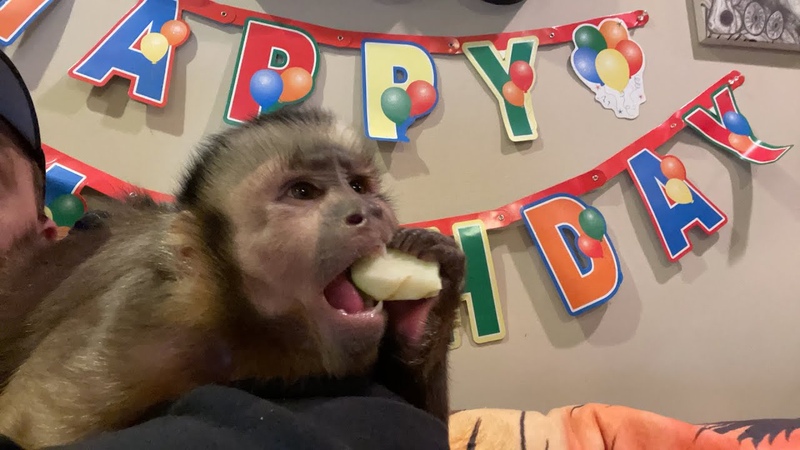 Monkey LOVES Granny Smith Green Apples