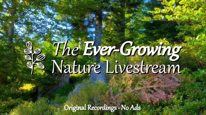 Relaxing Nature Sounds For Stress Relief, Bird Song, Forest