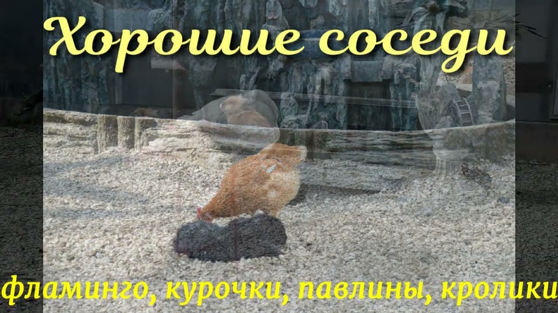 Хорошие соседи в Птичьем доме Good neighbors in the Bird