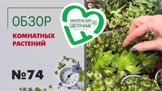 #74 Обзор поставки комнатных растений | Крестовники, сортовые алоэ, редкие сорта маранты, гиацинты