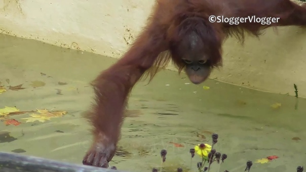 Orangutan Loves Fishing Autumn Leaves Out Of The