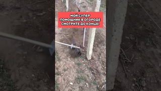 Мой супер помощник - ПРОПОЛЬНИК для грядок #wildberries #товарыдлядома