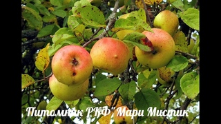 #ЛЕНОБЛАСТЬ МЕСТНЫЕ СИНИЧКИ САЛО НЕ ЕДЯТ#СИНИЦА ПТИЦА#ПРИРОДА ЛЕН. ОБЛАСТЬ #ПОГОДАОКТЯБРЬ#МАРИМИСТИК