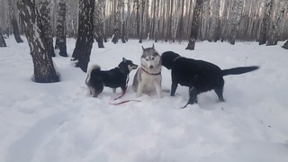 Хаски, лабрадор и сиба ину🐾#сибирскийхаски#сибаину#лабрадор