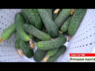 Вне корневая подкормка огурцов.