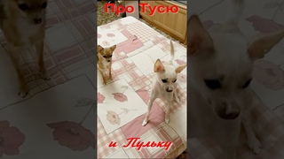 #shorts Туся и Пулька