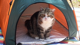 -Cats enjoy barbecues at camp.-
