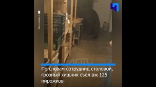 Хоть немножко оставь!: на Сахалине голодный медведь пришел в столовую ради пирожков