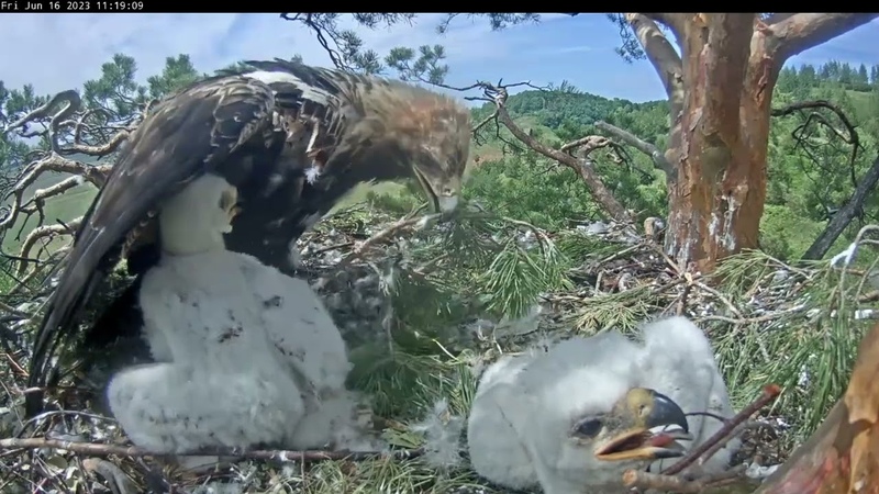 16, 6, 23 Big Fluffy Eaglet Seeks Shade Under Mum Altynai Morning Activity p. 6 Eagles