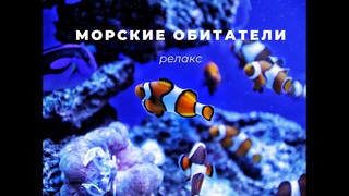 Морские обитатели 🐠 Обитатели морей 🐟 Морские животные 🐬