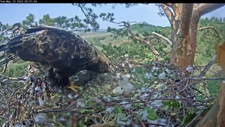 23/5/23 Morning Activity p.3  3rd Mealtime  3-е кормление  Eagles Altynychi