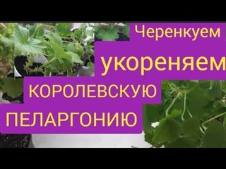 Как укоренить королевскую пеларгонию/проверенный способ черенкования/
