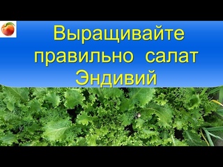Салат! Выращивание супер Полезного и вкусного салата Эндивий, секреты и советы