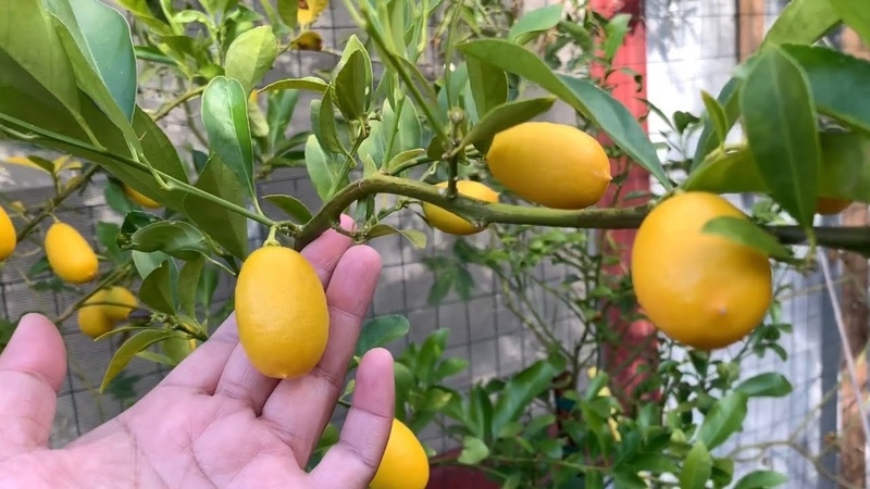 Limequat ( Key Lime +