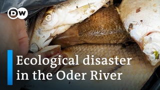 What's killing the fish on Germany's border with Poland | Focus on Europe