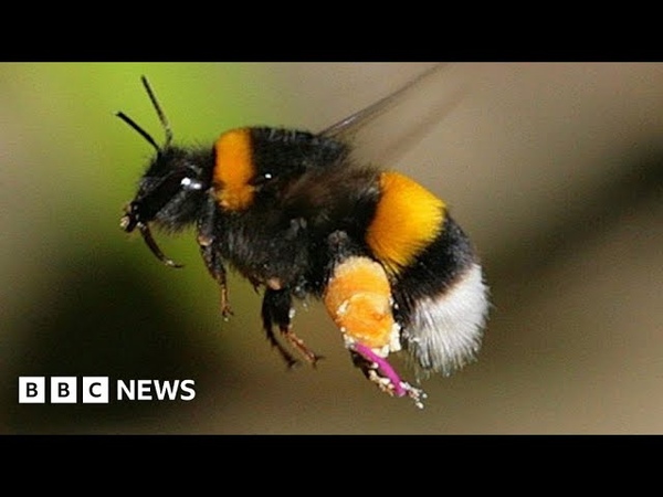 Bumblebees enjoy playing with balls, according to study BBC